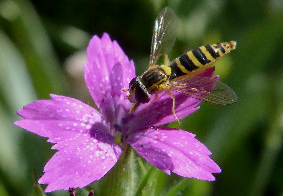 Sphaerophoria