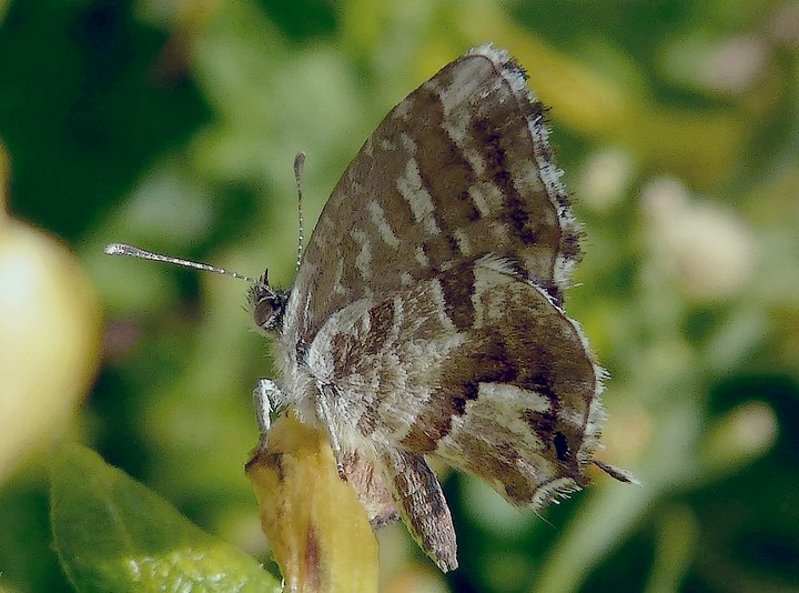 Cacyrus_marshalli