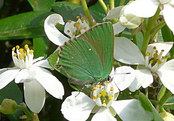 Callophrys_rubi