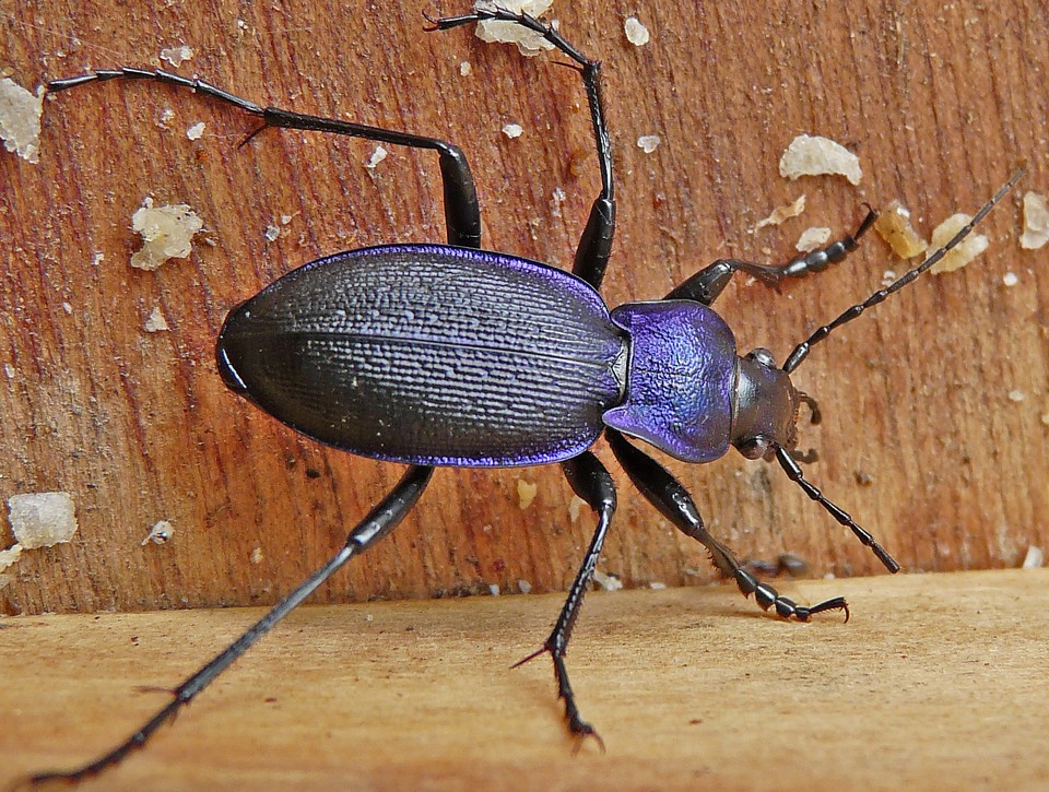 Carabus_violaceus
