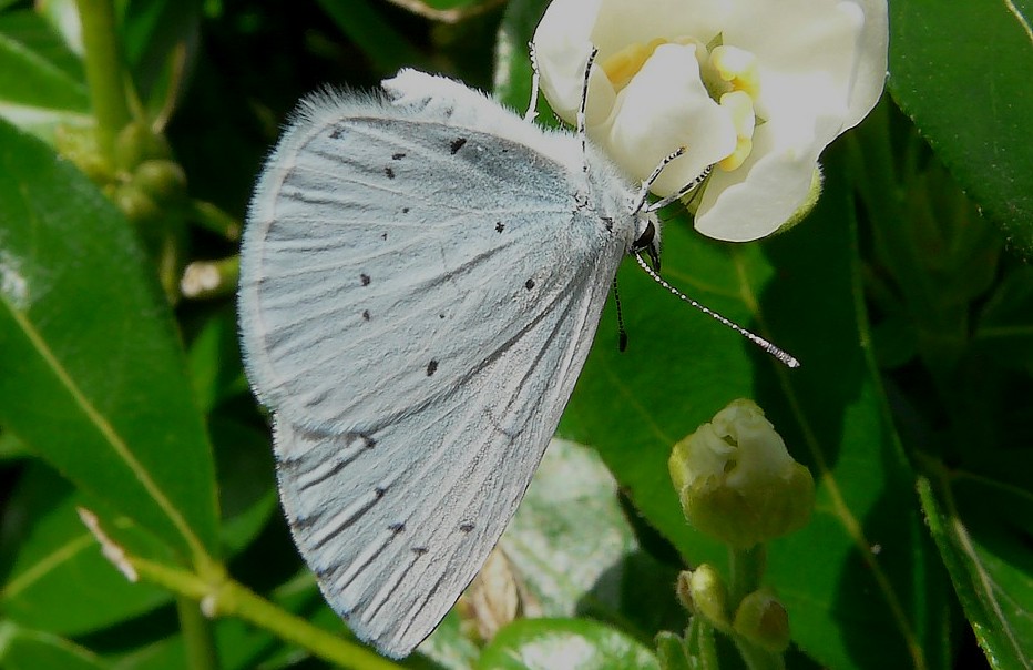 Celastrina_argiolus