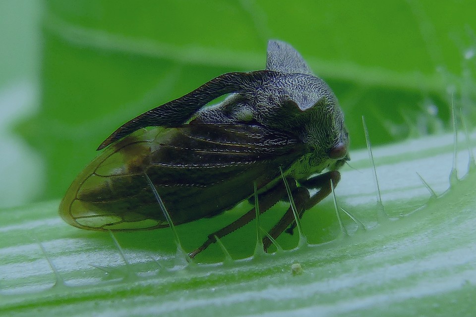 Centrotus_cornutus