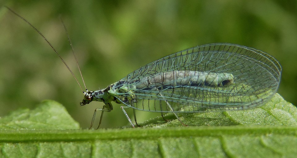 Chrysopa_abbreviata