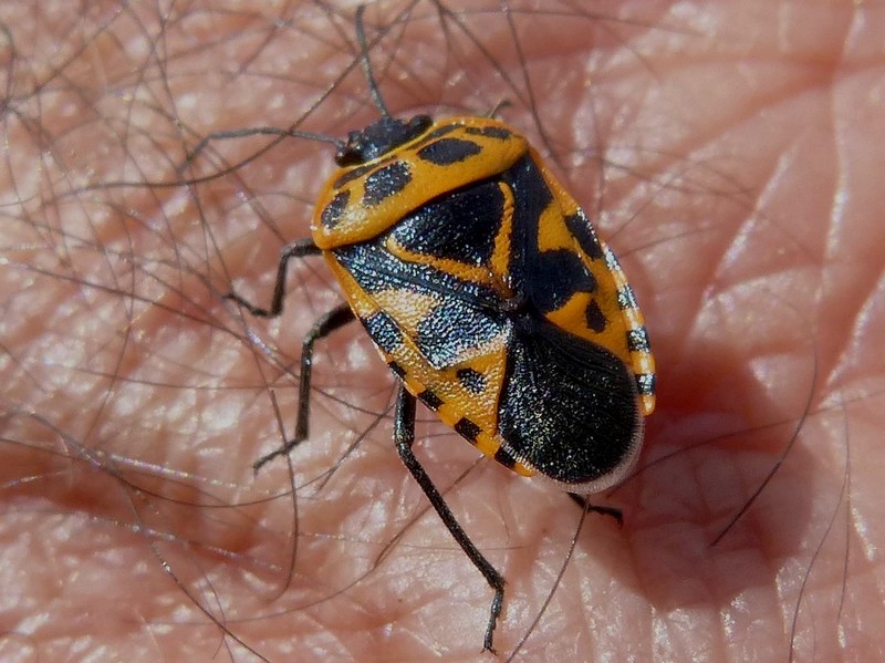 Eurydema_ornata