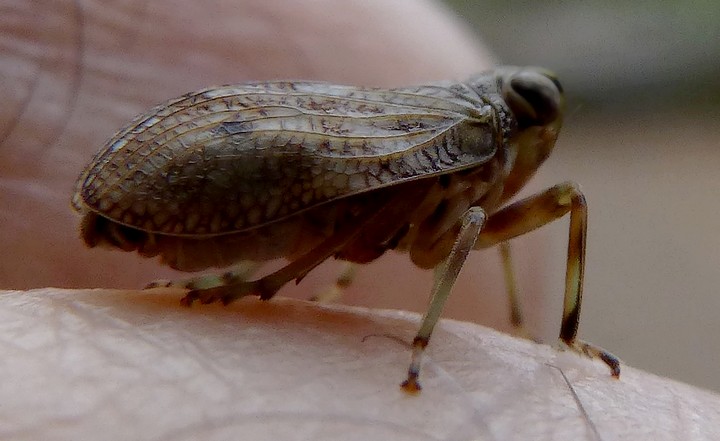 Issus_coleoptratus