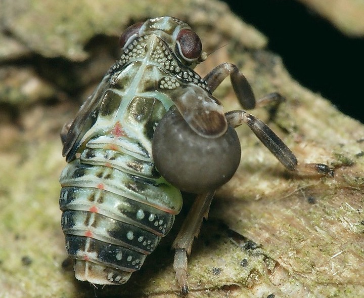 Issus_coleoptratus_larve