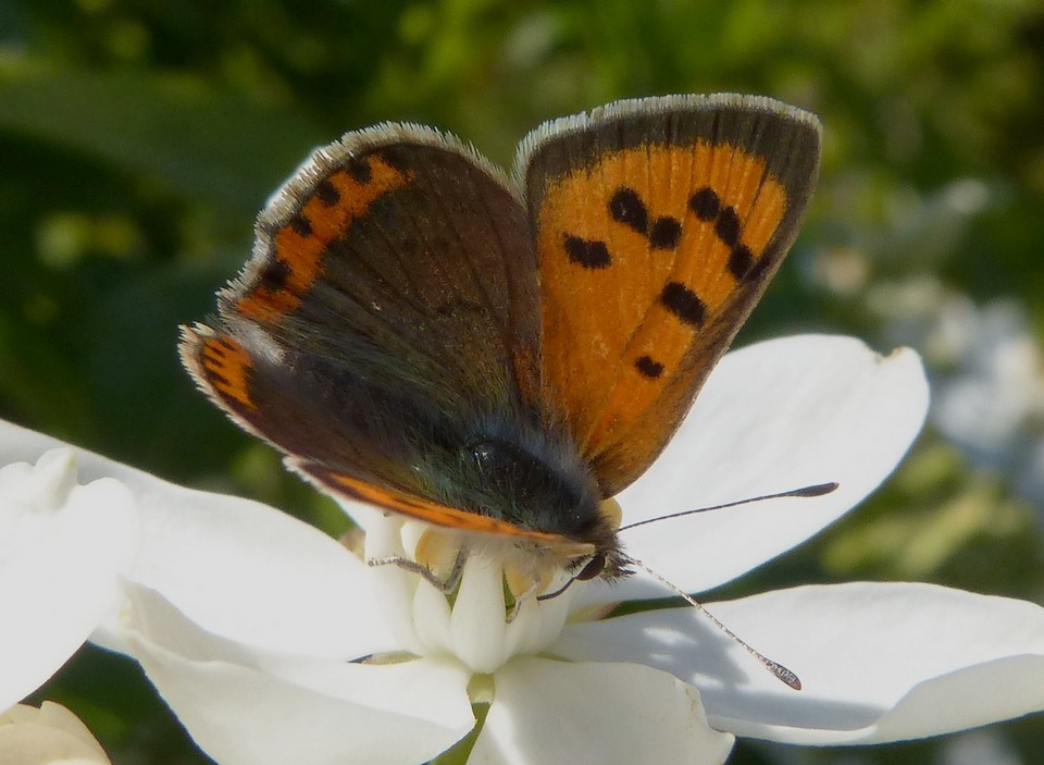 Lycaena_phlaeas