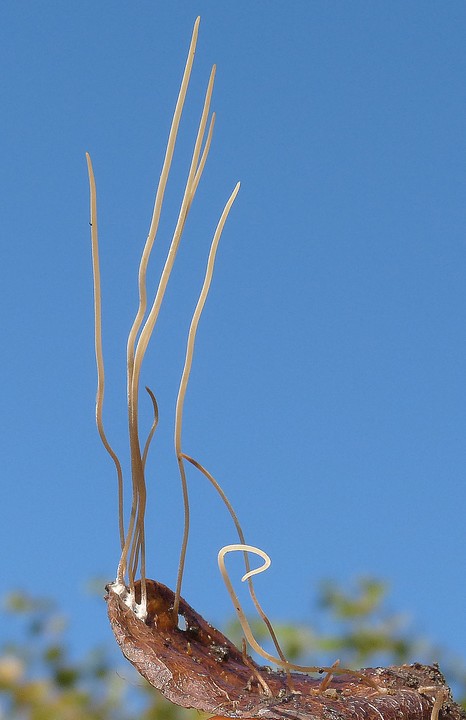 Macrotyphula_juncea.