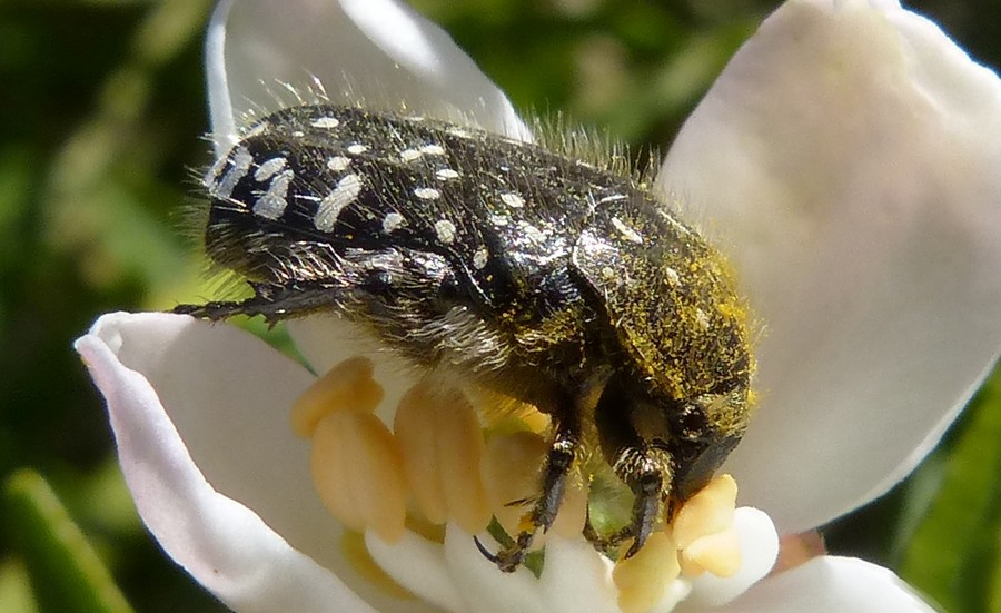 Oxythyrea_funesta