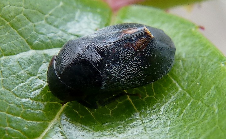 Penthimia_nigra