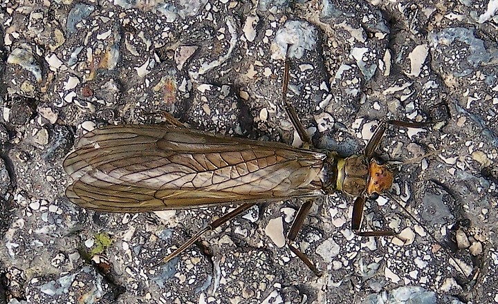 Perla_marginata