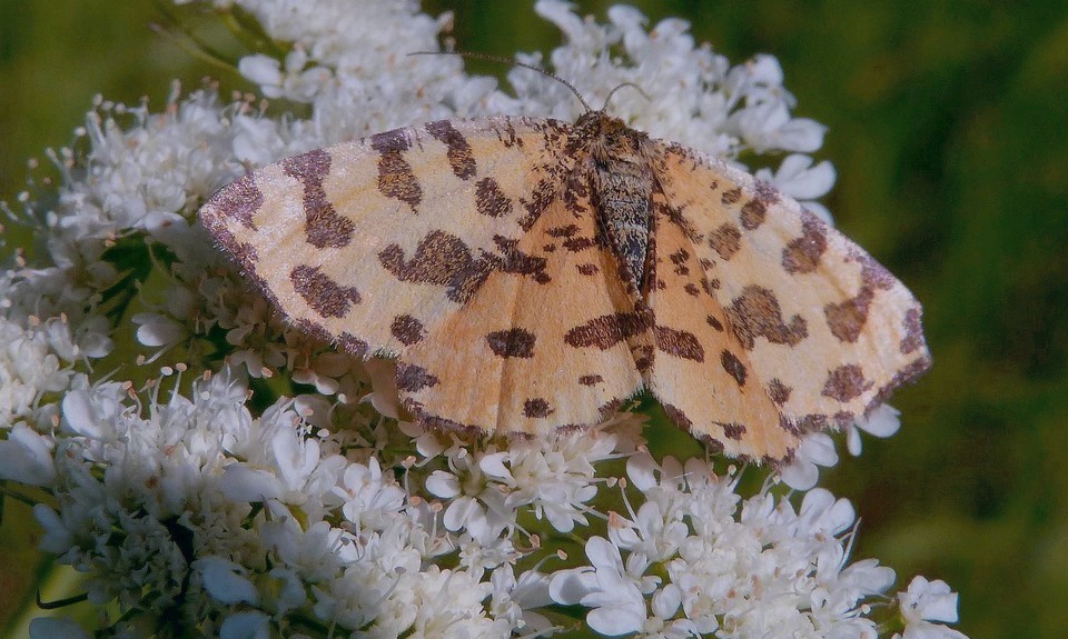 Pseudopanthera_macularia