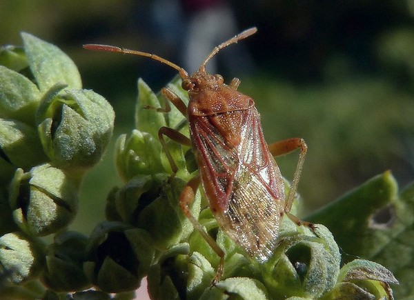 Rhopalus_subrufus