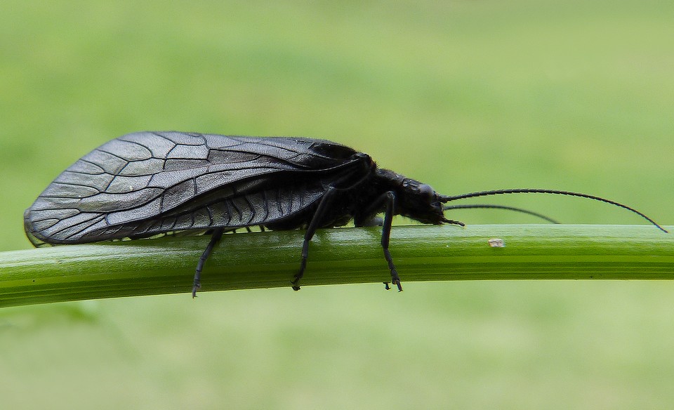 Sialidae