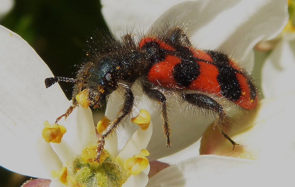 Trichodes_apiarius
