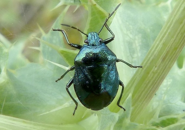 Zicrona_caerulea