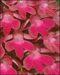 Anacamptis_pyramidalis_subsp_tanayensis