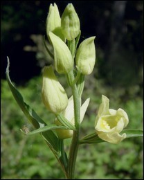 Cephalanthera damasonium