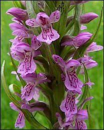 Dactylorhiza_incarnata
