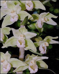 Epipactis_purpurata