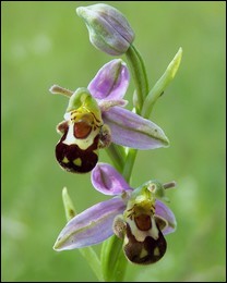 Ophrys apifera