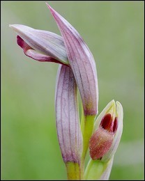 Serapias_parviflora