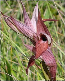 Serapias_vomeracea