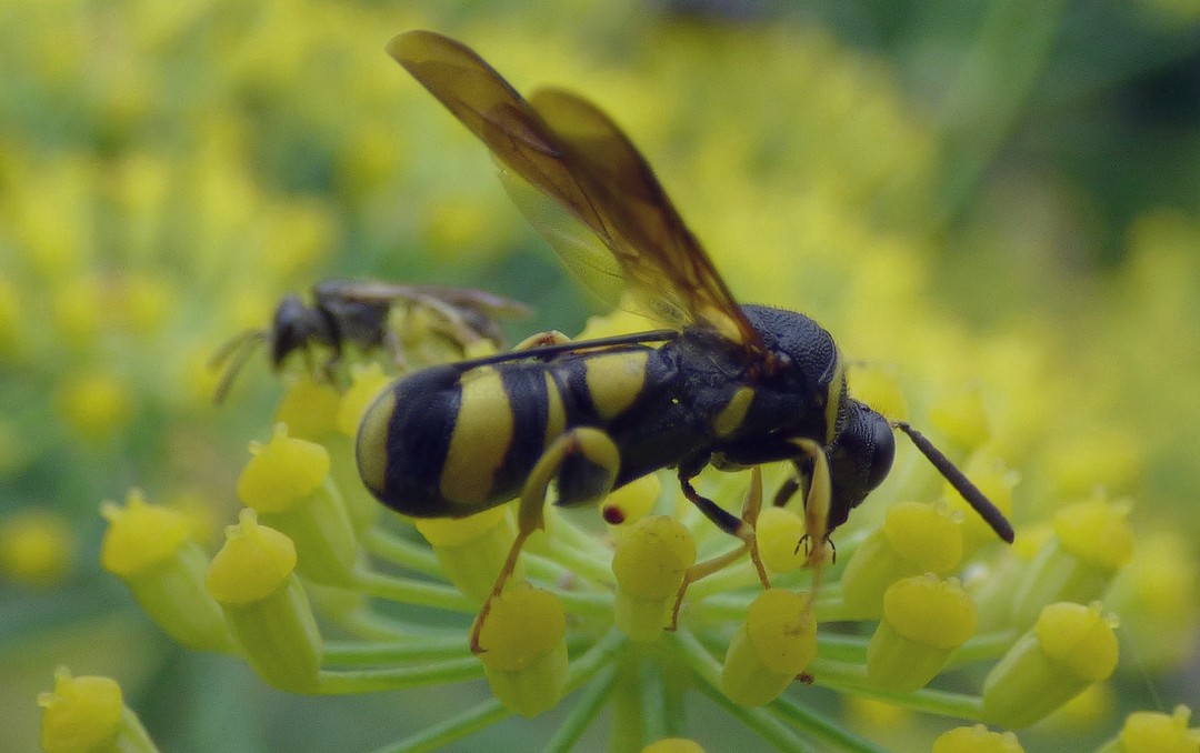 Leucospis dorsigera