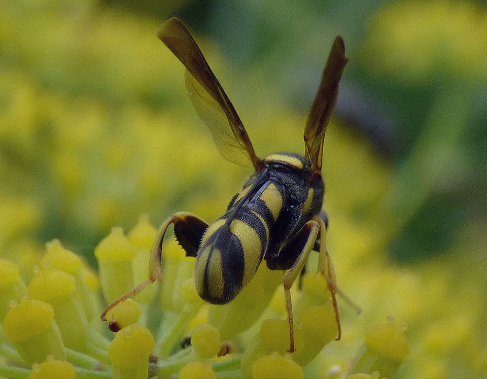 Leucospis dorsigera