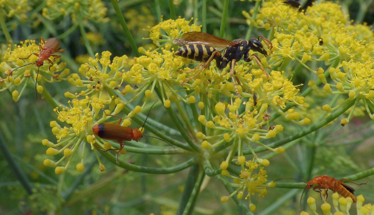 Polistes biglumis