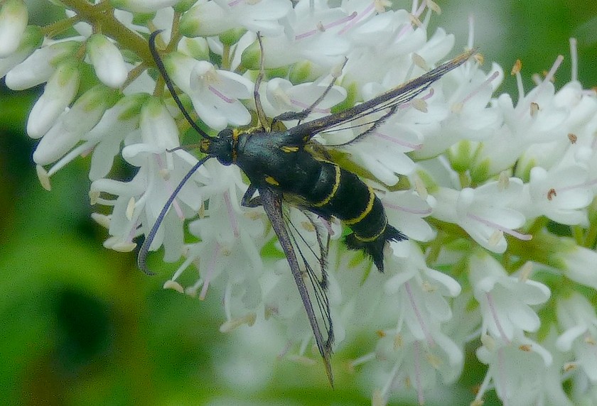 Synanthedon_tipuliformis Synanthedon_tipuliformis